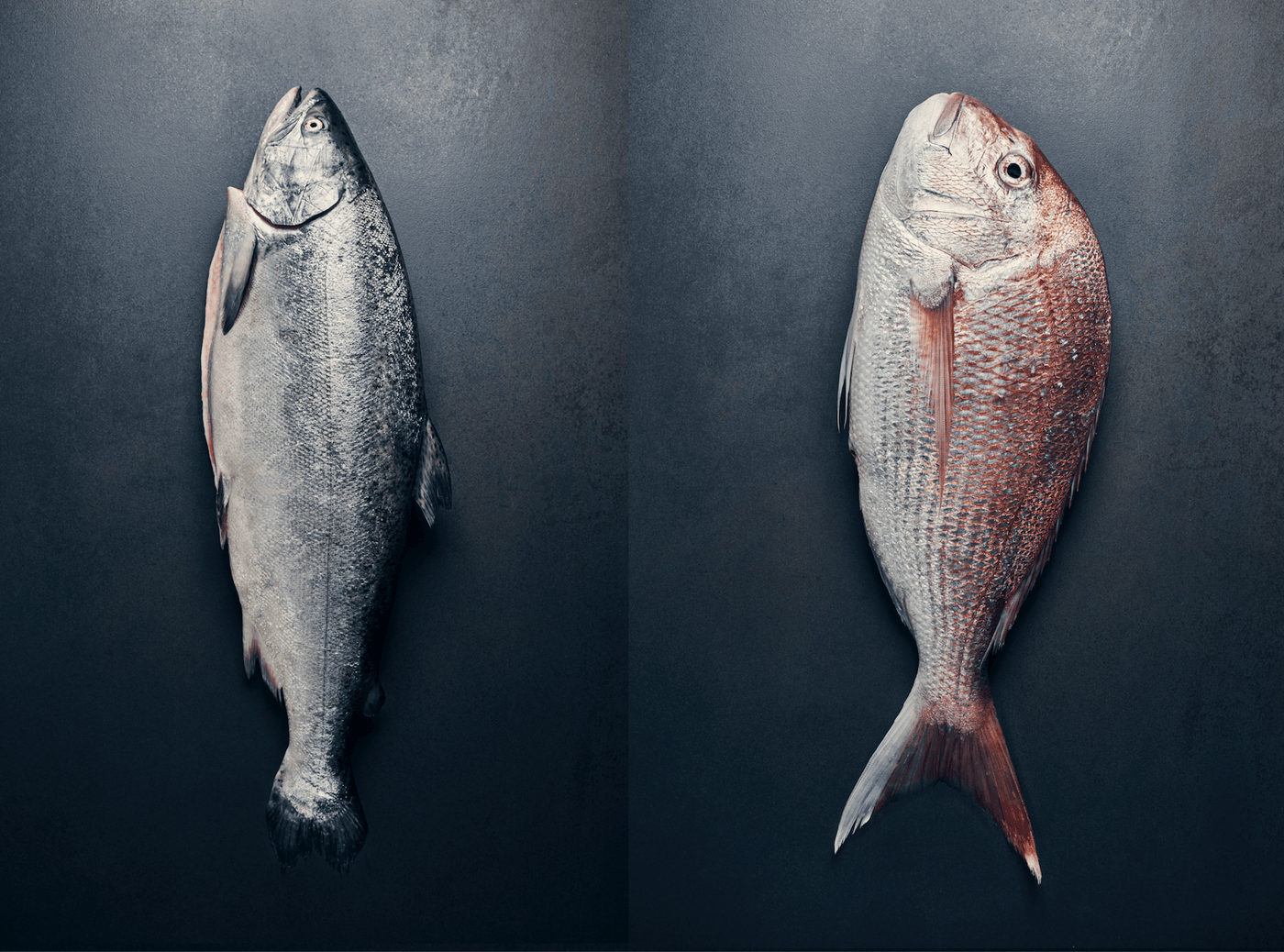 Seafood Pack: Salmon & Snapper - Wildfish Export