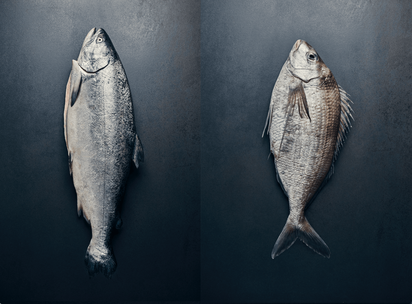 Seafood Pack: Salmon & Tarakihi - Wildfish Export