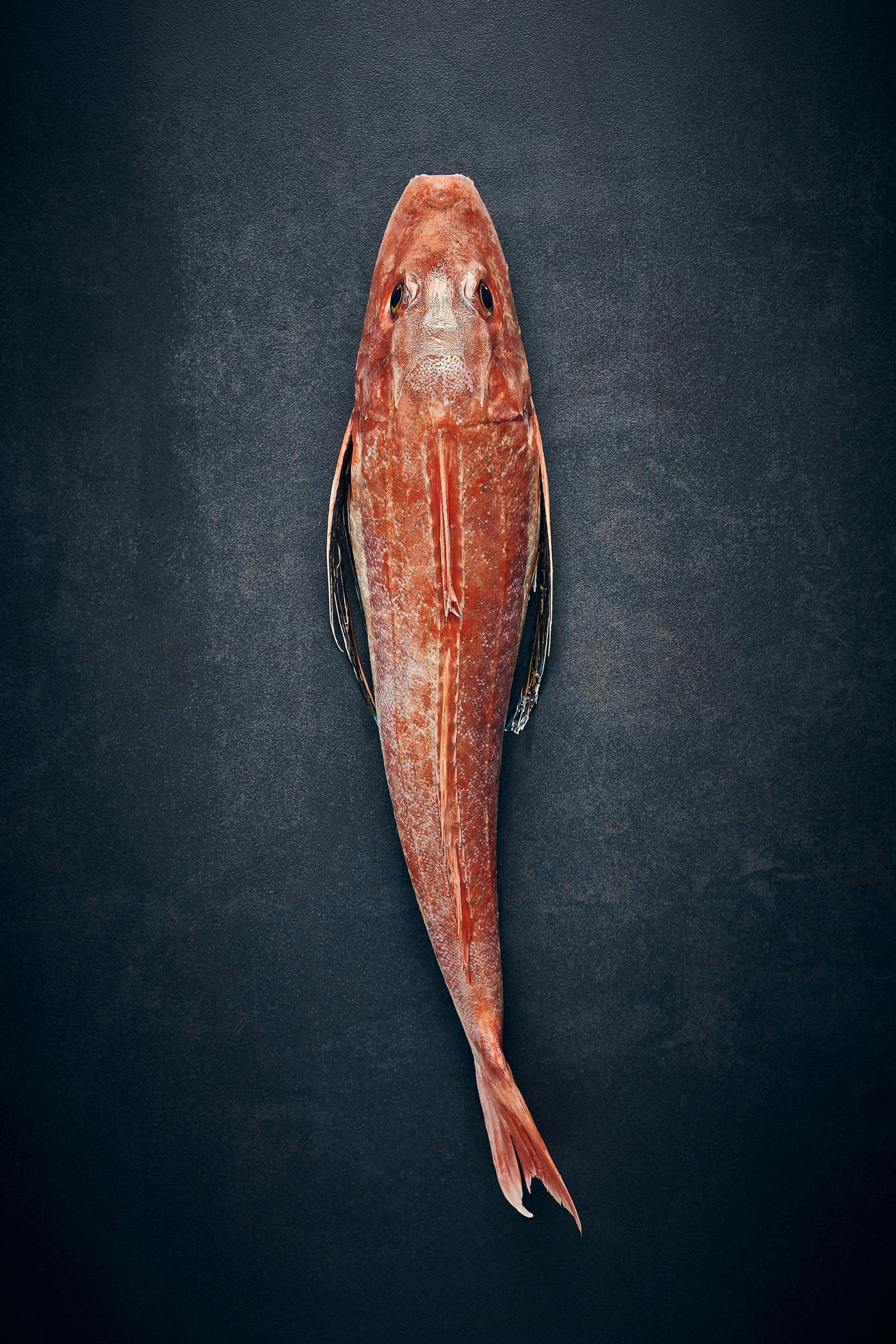 CHRISTMAS PRE-ORDER: Gurnard fillets (Delivery 23 December)