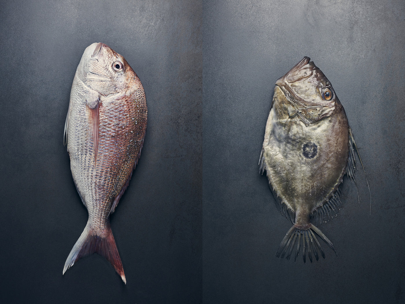 Seafood Pack: Snapper & John Dory