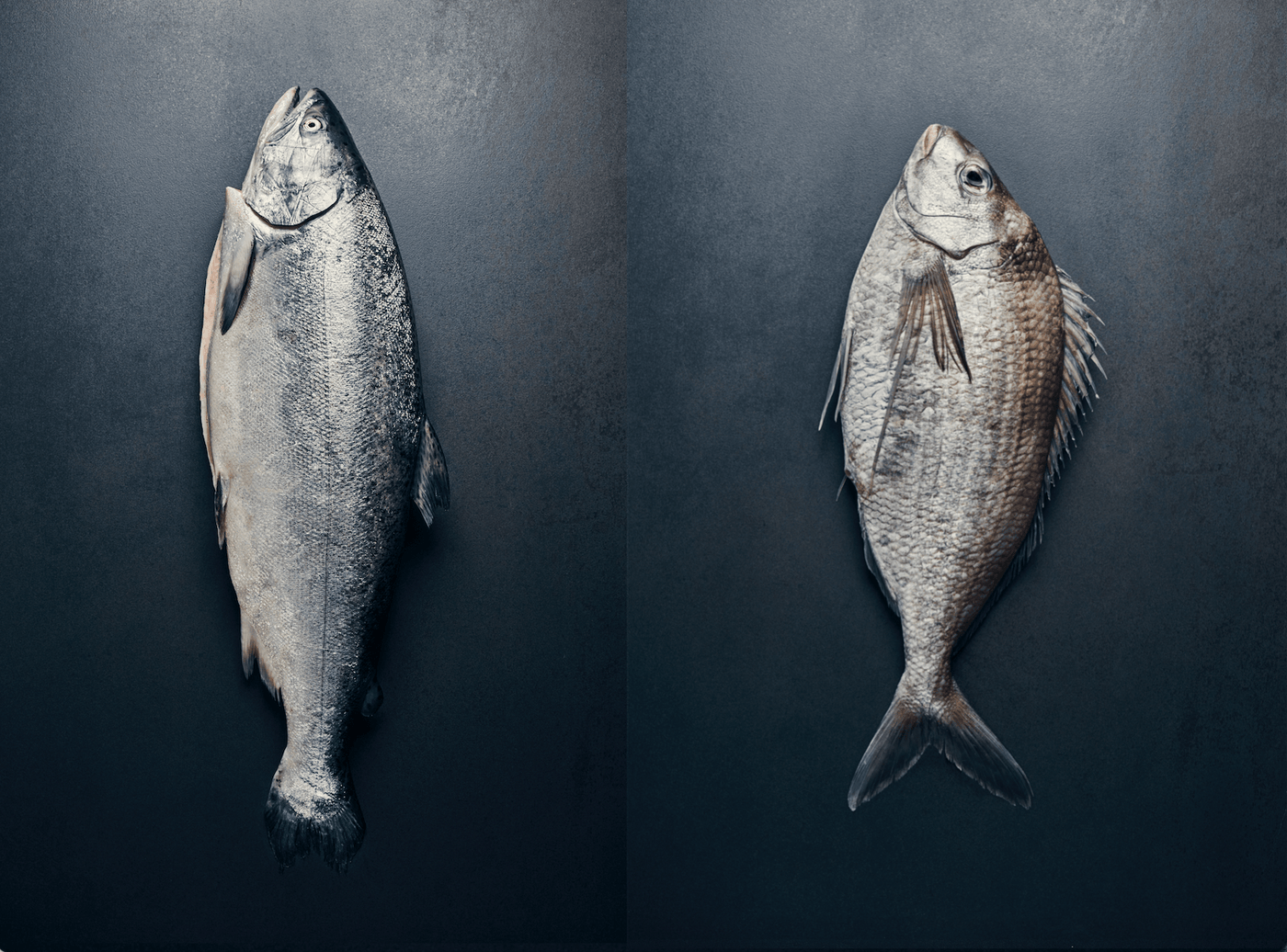 Seafood Pack: Salmon & Tarakihi - Wildfish Export