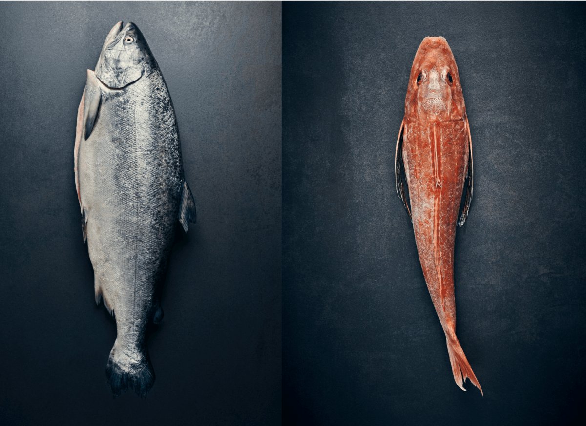 Seafood Pack: Salmon & Gurnard - Wildfish Export