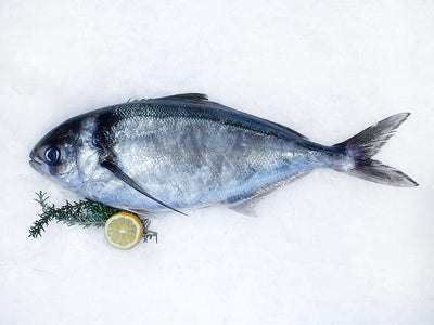 Fresh Blue Warehou Fillets - Wildfish Export