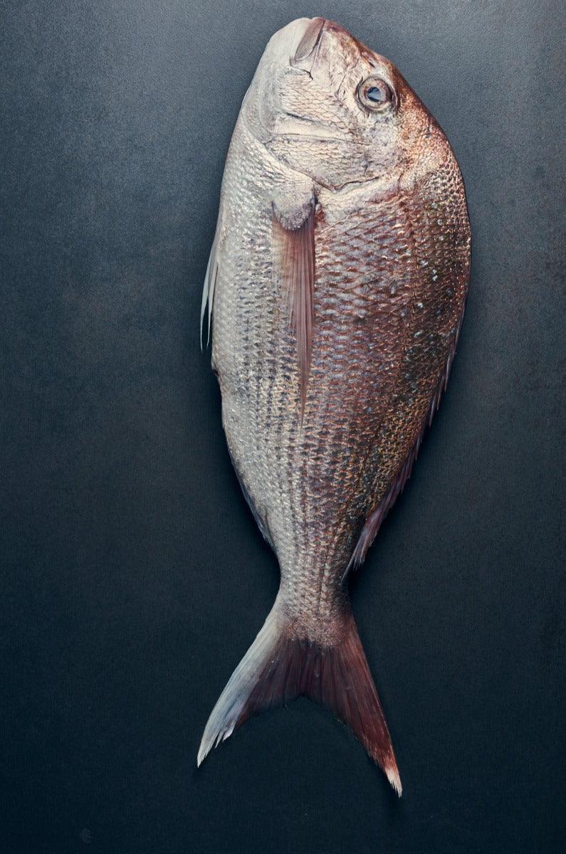 Fresh Snapper Fillets - Wildfish Export