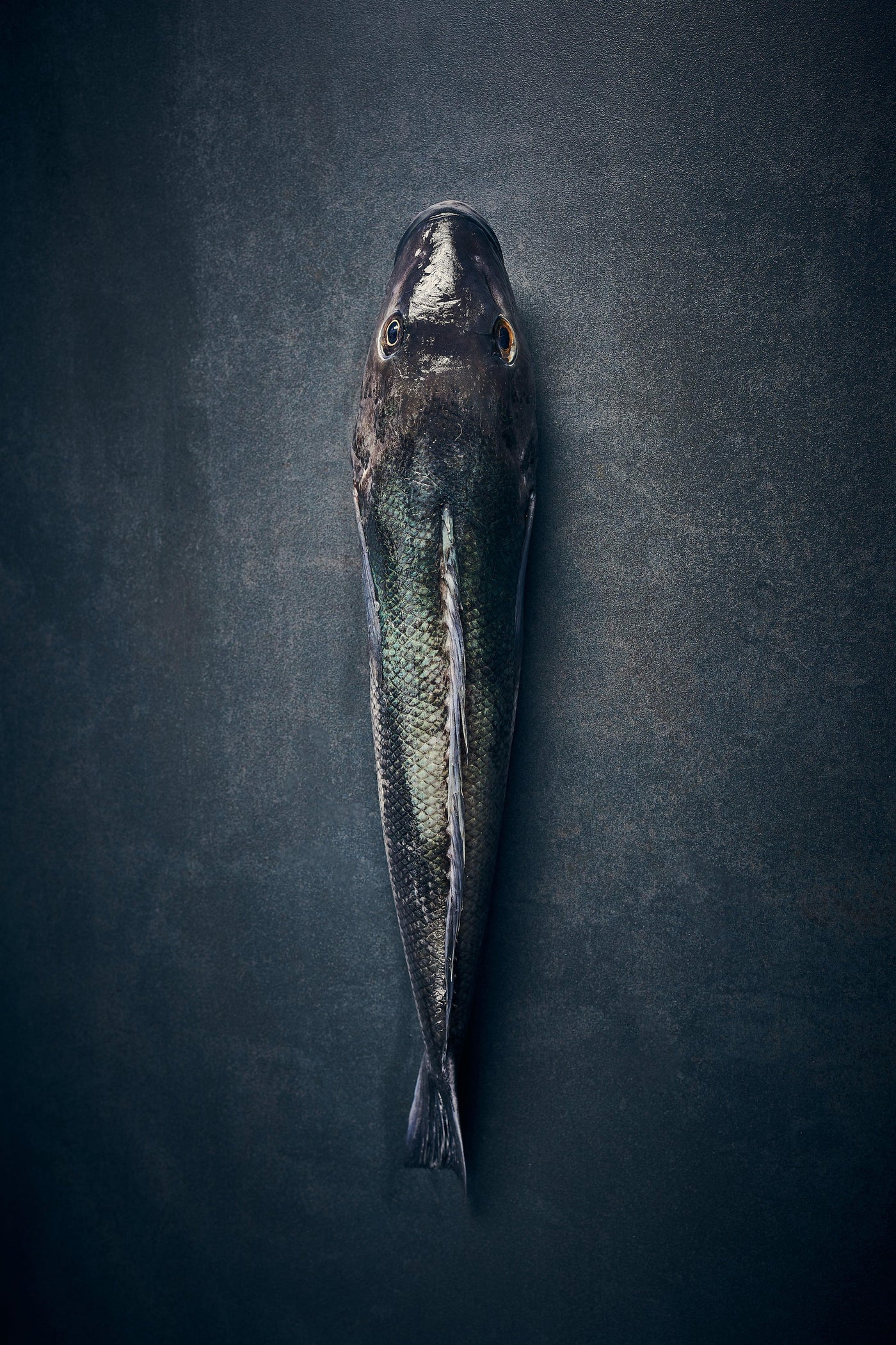 Fresh Blue Cod Fillets – Wildfish Export