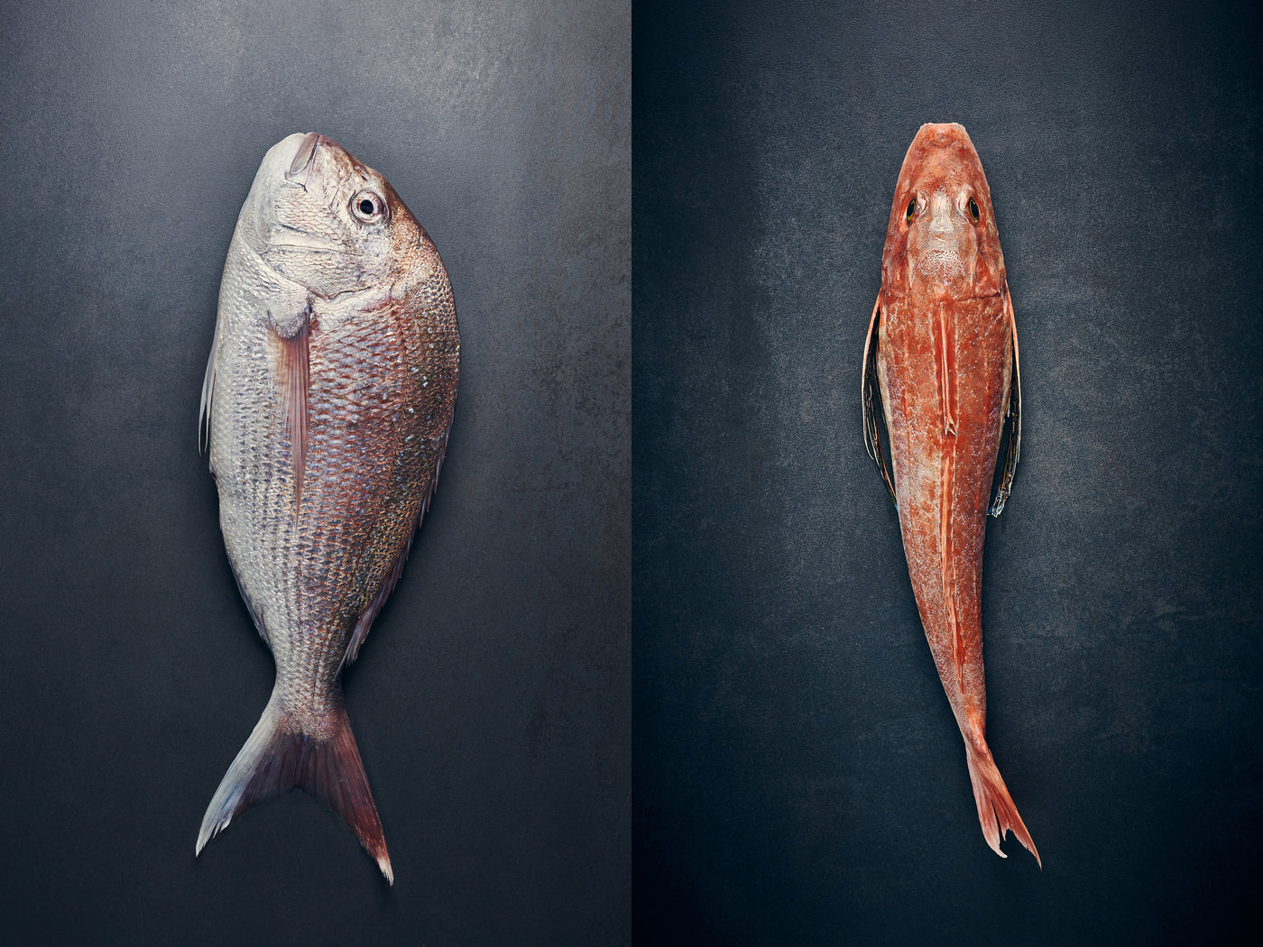 Seafood Pack: Snapper and Gurnard