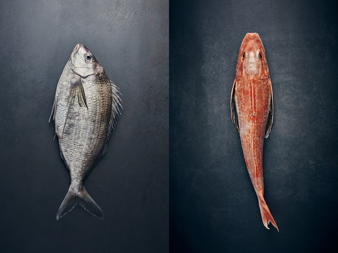Seafood Pack: Tarakihi & Gurnard